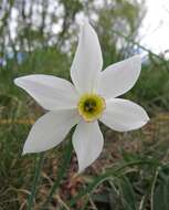 Narcissus poeticus subsp. radiiflorus (Salisb.) Baker的圖片