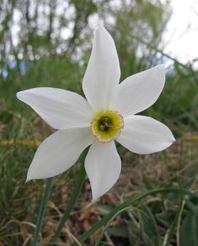 Imagem de Narcissus poeticus subsp. radiiflorus (Salisb.) Baker