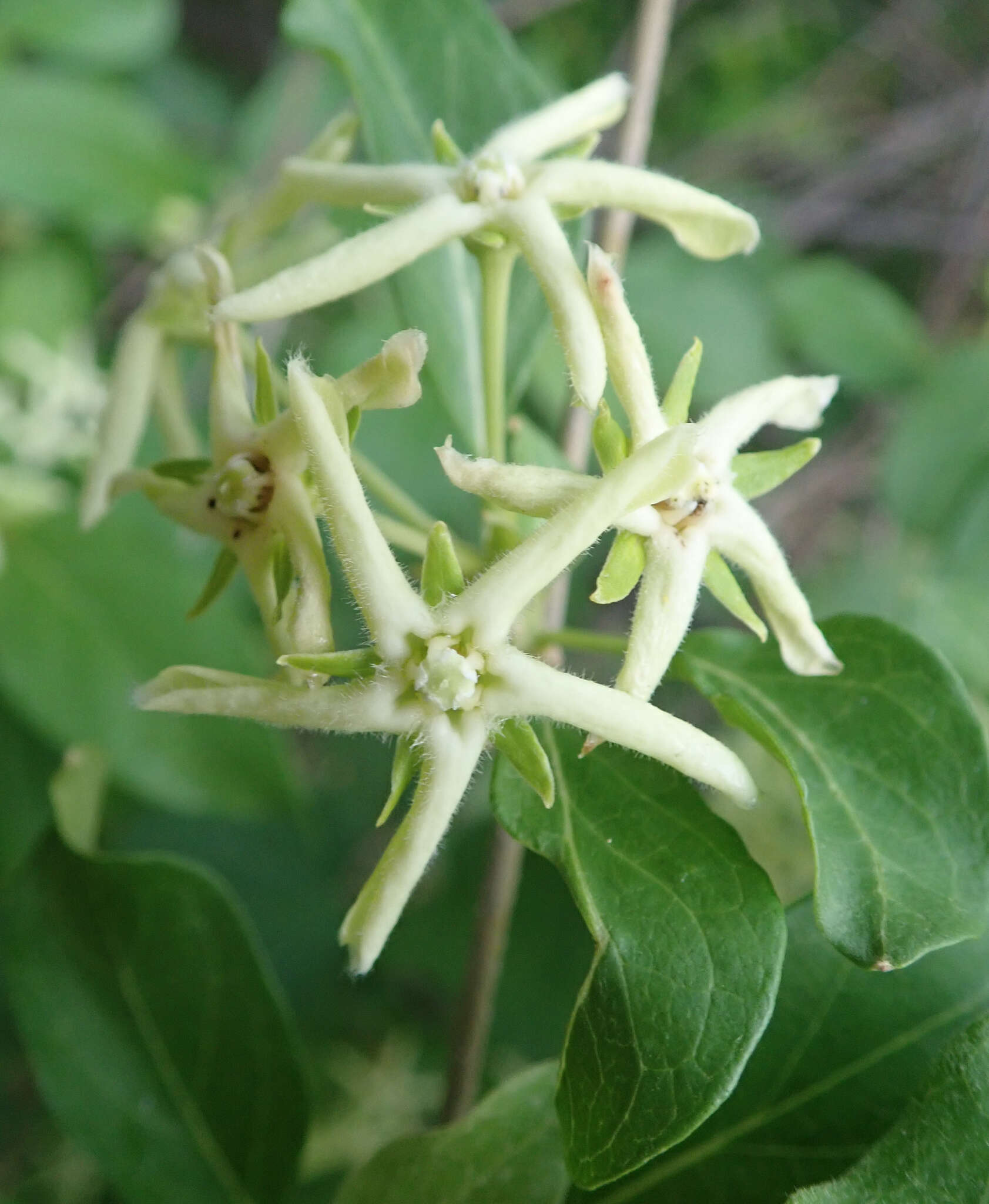 صورة Marsdenia rubicunda (K. Schum.) N. E. Br.