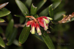 Image of Grevillea aspera R. Br.