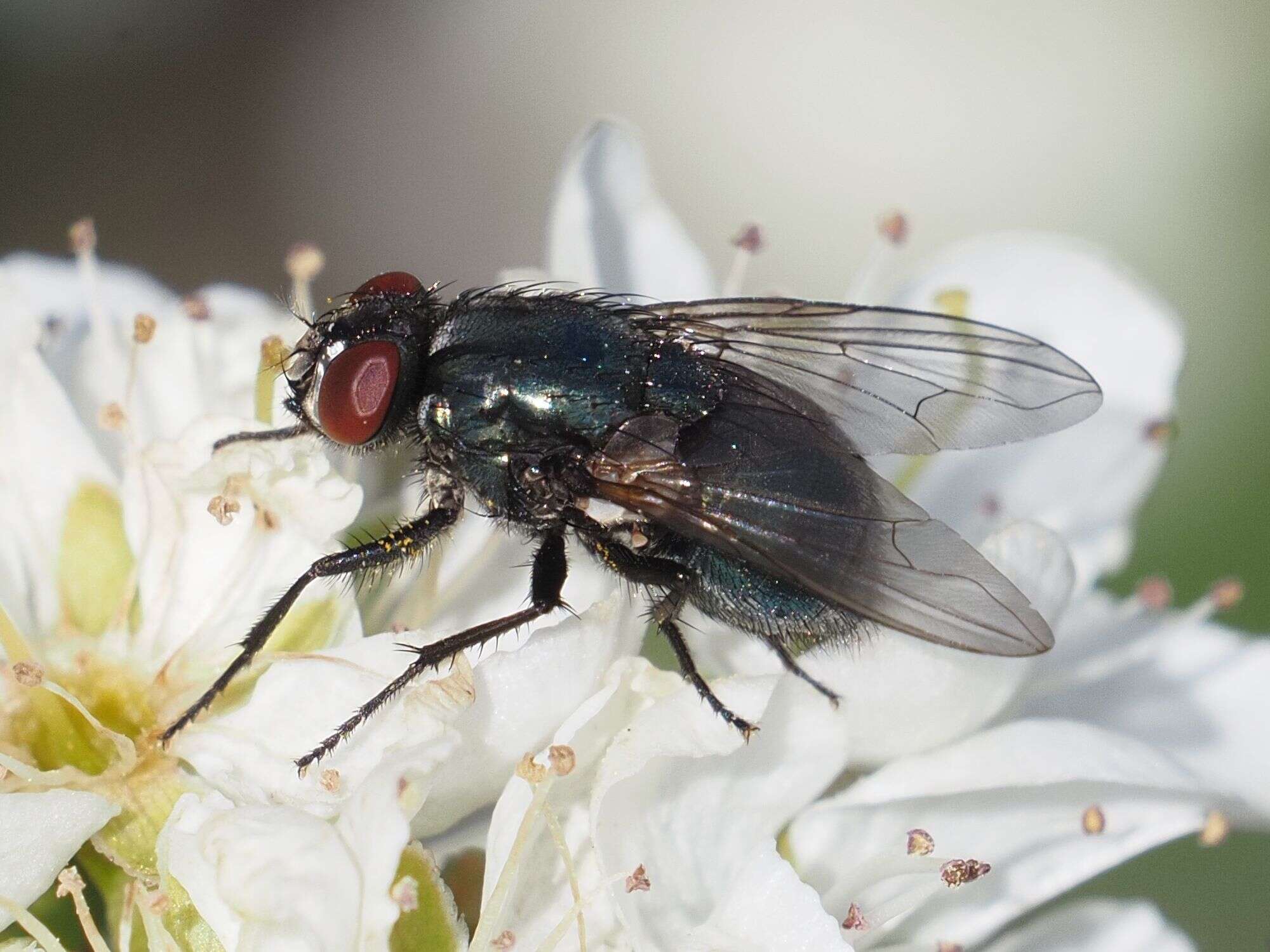 Image of Eudasyphora cyanicolor (Zetterstedt 1845)