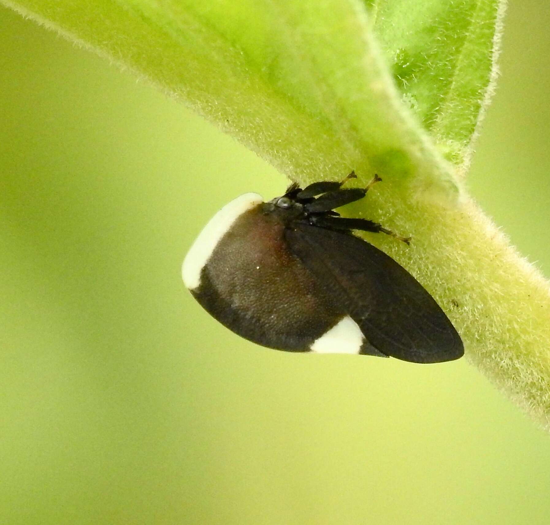 Image of Membracis dorsata Fabricius