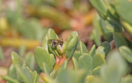 Image of Osmia latreillei (Spinola 1806)