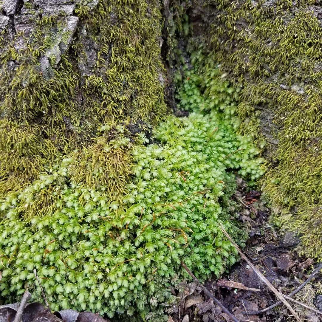Image of aulacomnium moss