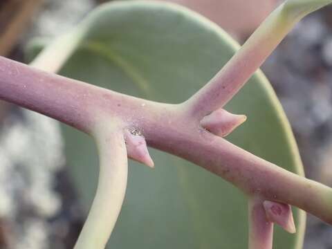 Image of Arctostaphylos peninsularis subsp. juarezensis J. E. Keeley