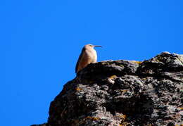 Image of Buff-breasted Earthcreeper