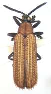 Sivun Xenochalepus (Neochalepus) chromaticus (Baly 1885) kuva