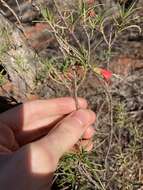 Image of Eremophila latrobei subsp. glabra (L. S. Smith) R. J. Chinnock