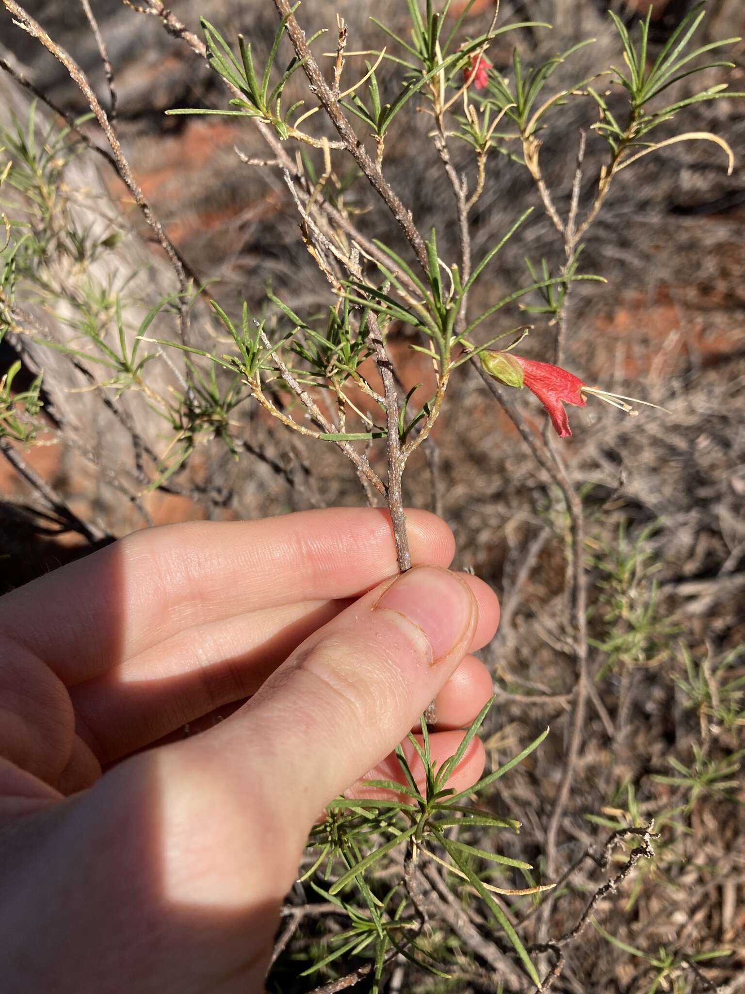 Image of Eremophila latrobei subsp. glabra (L. S. Smith) R. J. Chinnock