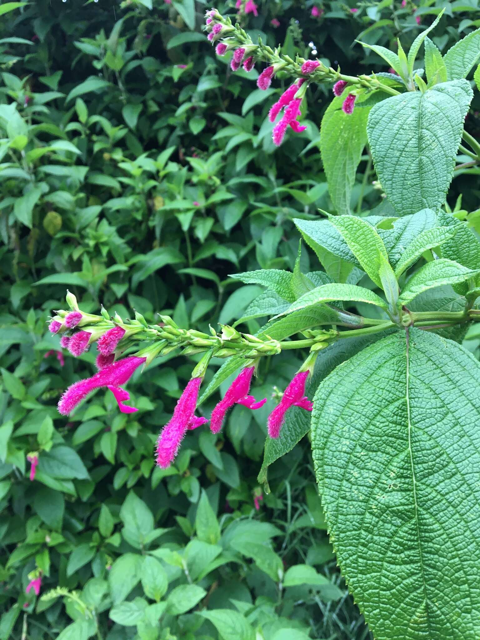 Image of Salvia tortuosa Kunth