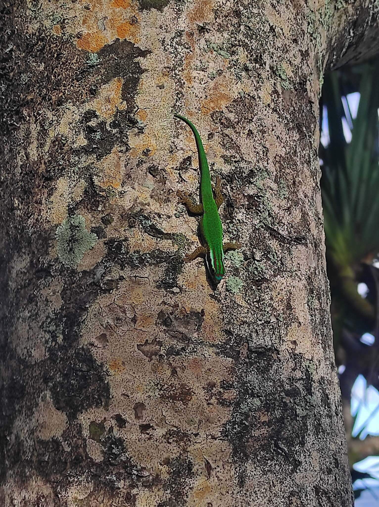 Image of Reunion Island ornate day gecko