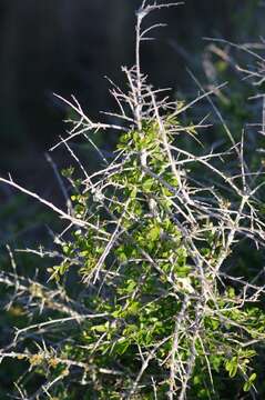 Image of Flueggea verrucosa (Thunb.) G. L. Webster