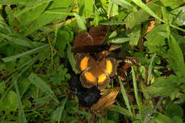 Image of Junonia sophia Fabricius 1793