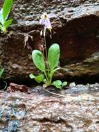 Plancia ëd Dodecatheon pulchellum var. zionense (Eastw.) S. L. Welsh