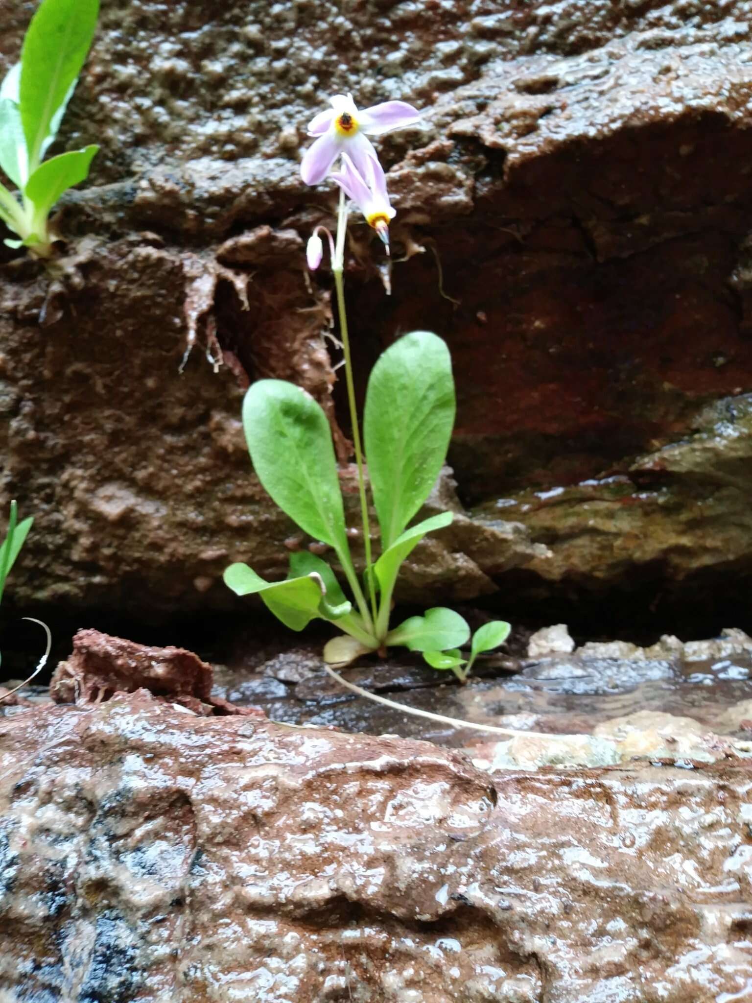 Imagem de Dodecatheon pulchellum var. zionense (Eastw.) S. L. Welsh