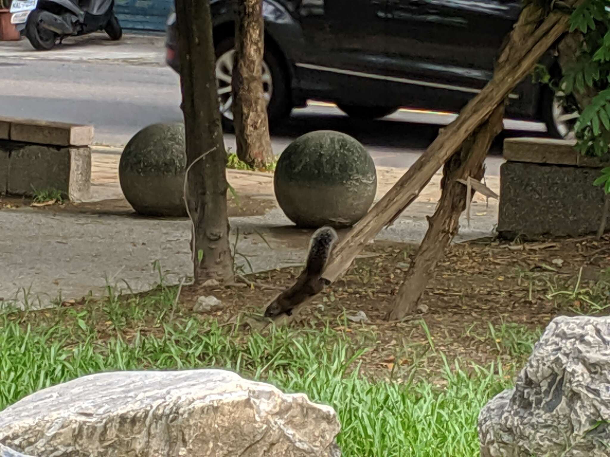 Imagem de Callosciurus erythraeus thaiwanensis (Bonhote 1901)