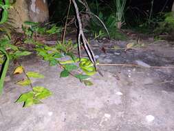 Image of Redtail (bamboo) Pit Viper