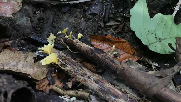 Cotylidia aurantiaca (Pat.) A. L. Welden 1958的圖片