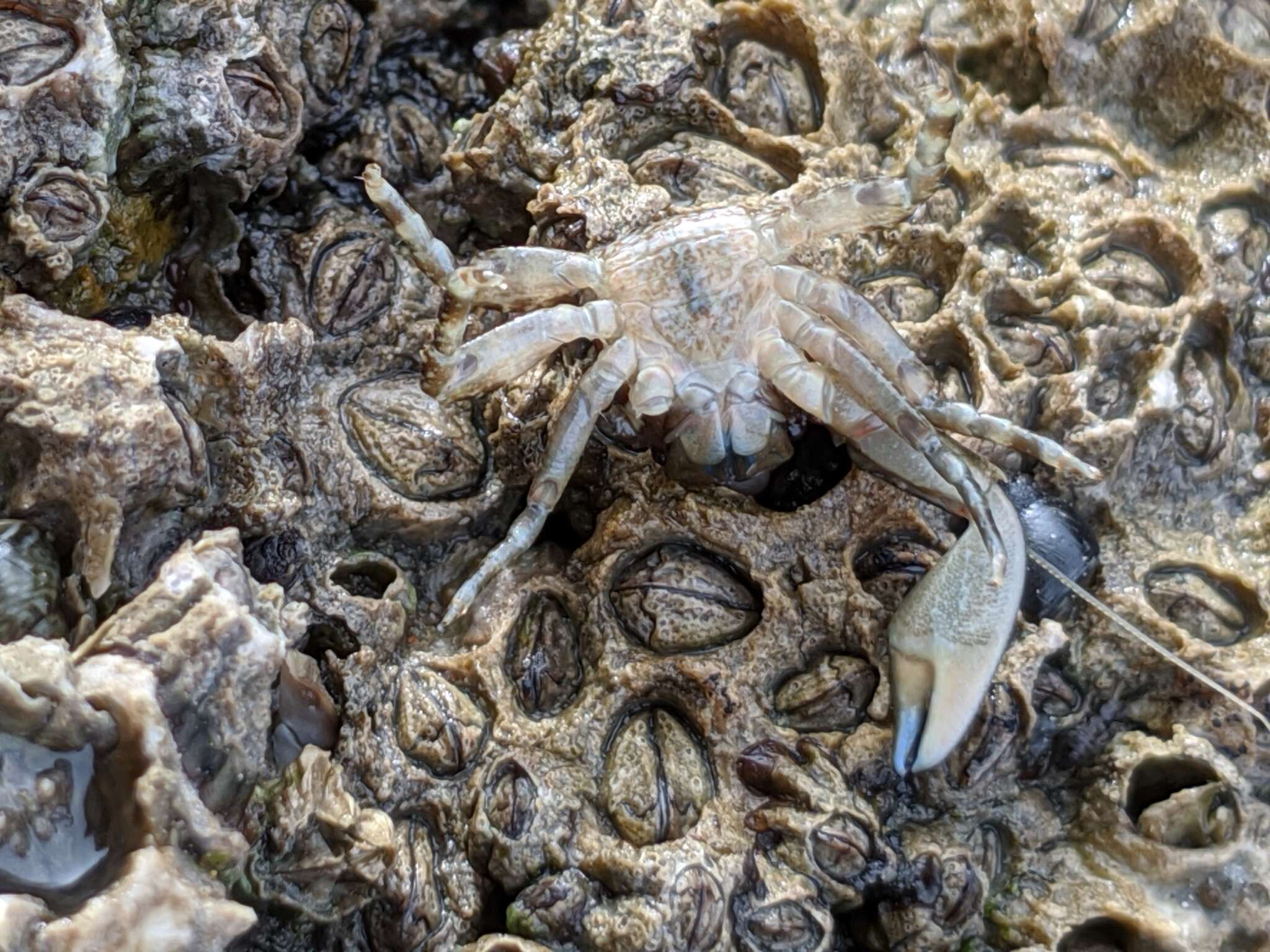 Image of chocolate porcelain crab