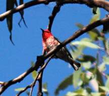 Image of Scarlet Honeyeater