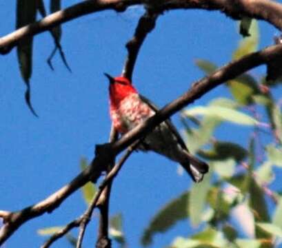 Image of Scarlet Honeyeater