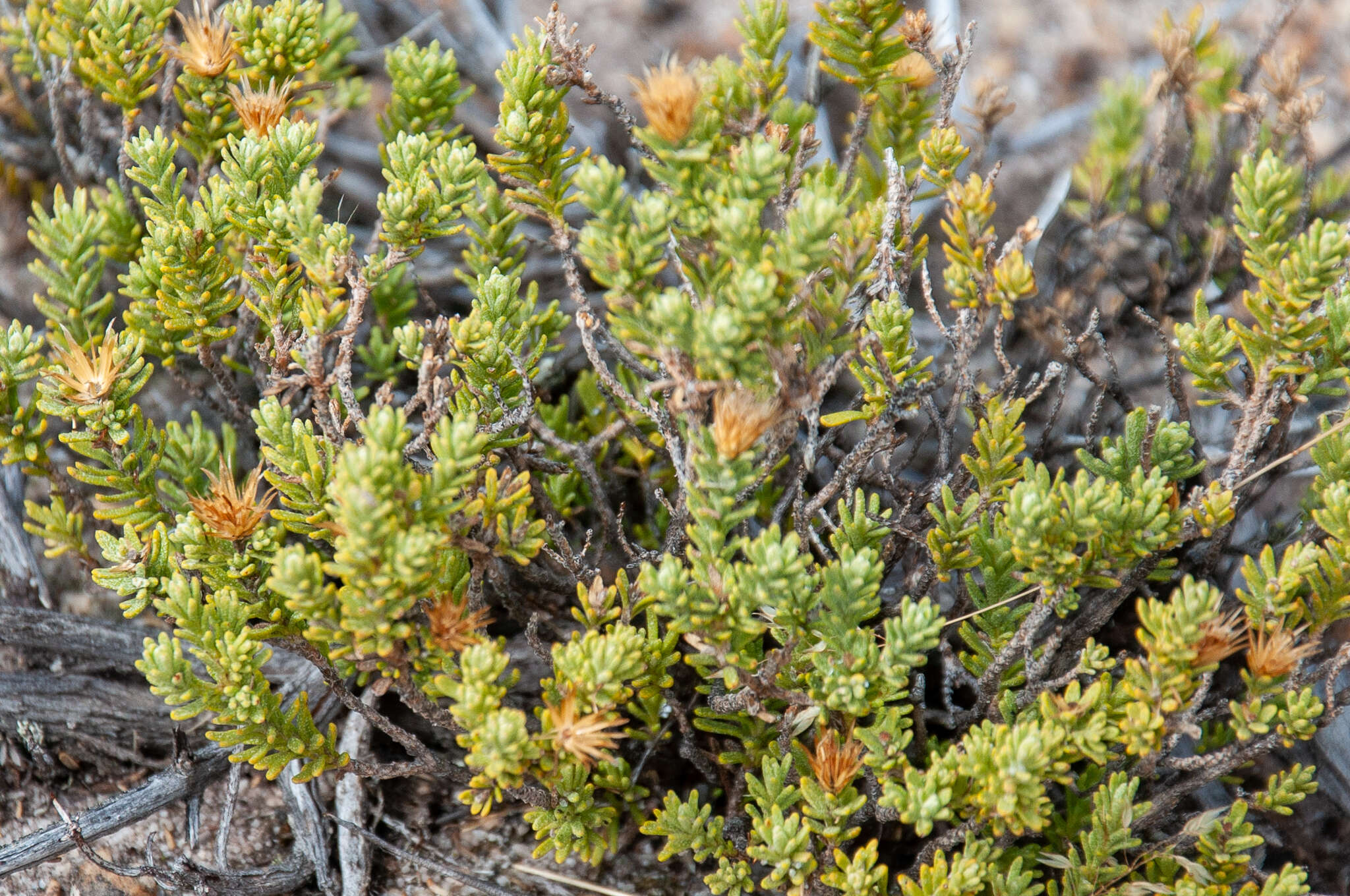 Imagem de Oedera sedifolia (DC.) A. A. Anderberg & K. Bremer