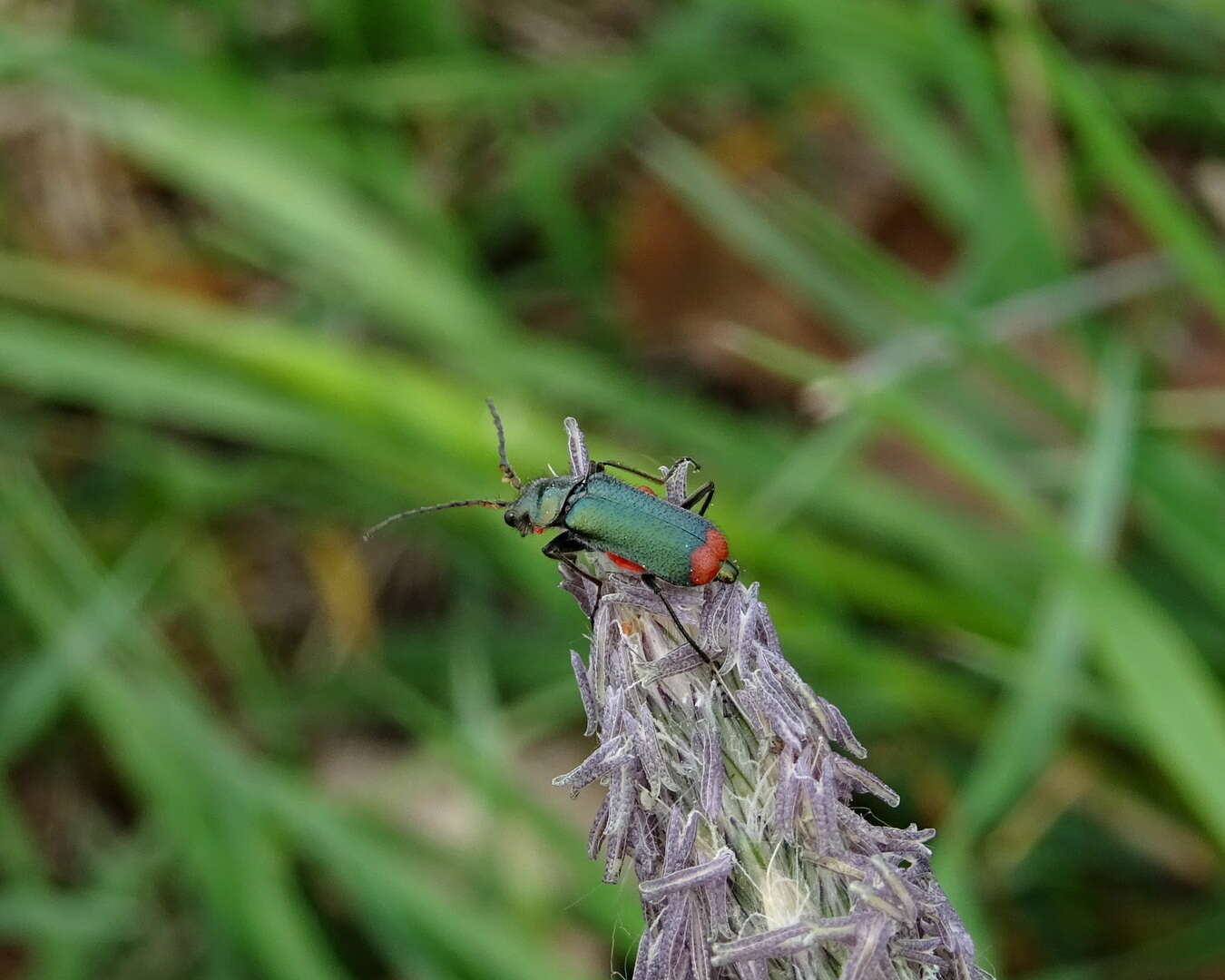 Слика од <i>Malachius bipustulatus</i>