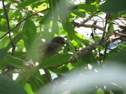 Pachyramphus polychopterus (Vieillot 1818) resmi