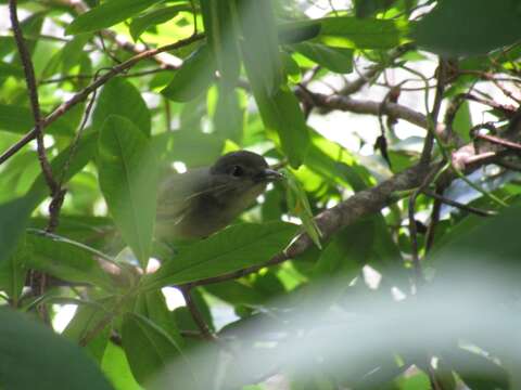 Image of White-winged Becard