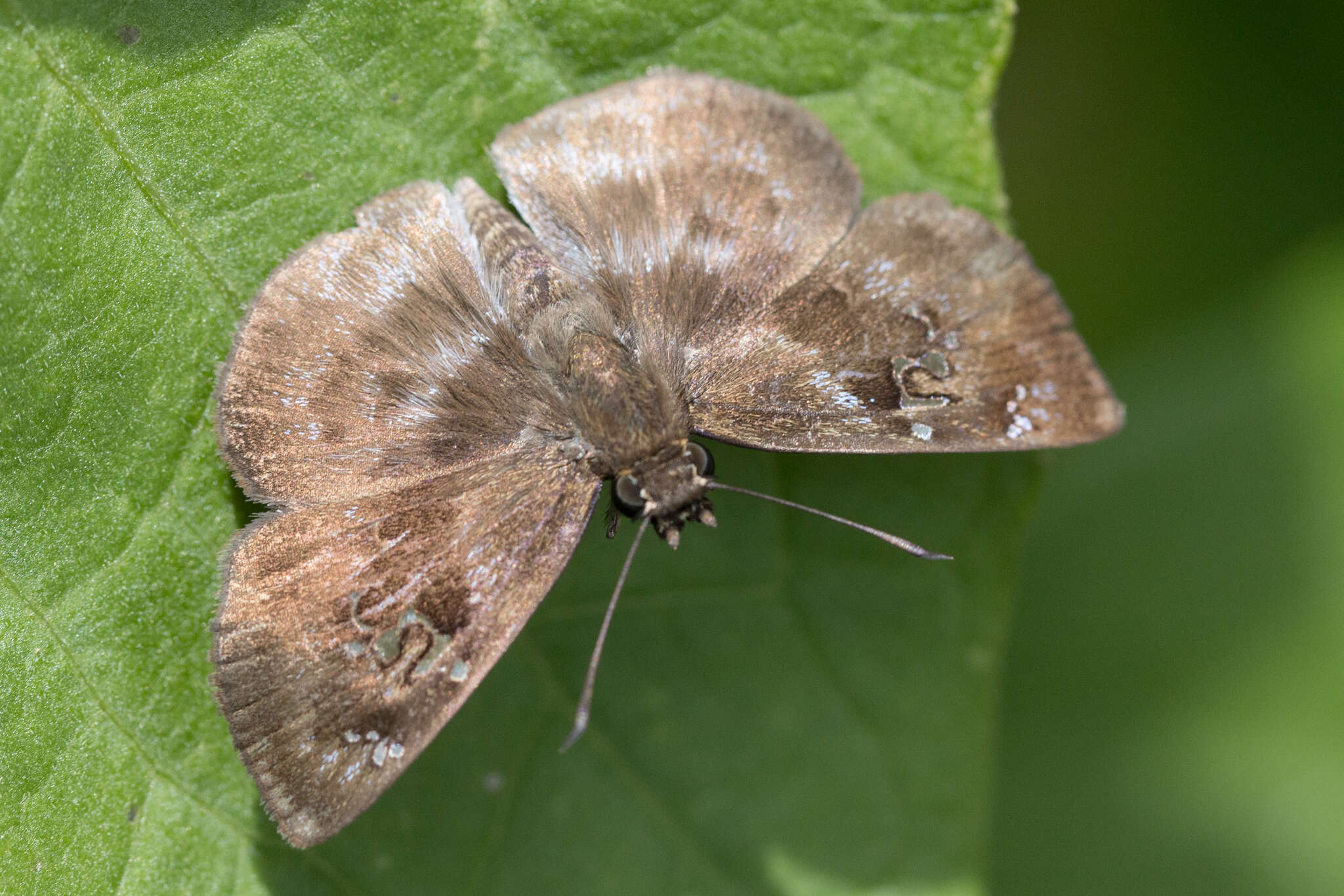 Imagem de Quadrus ulucida Plötz 1884