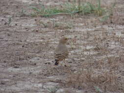 Image of Rufous-tailed Lark