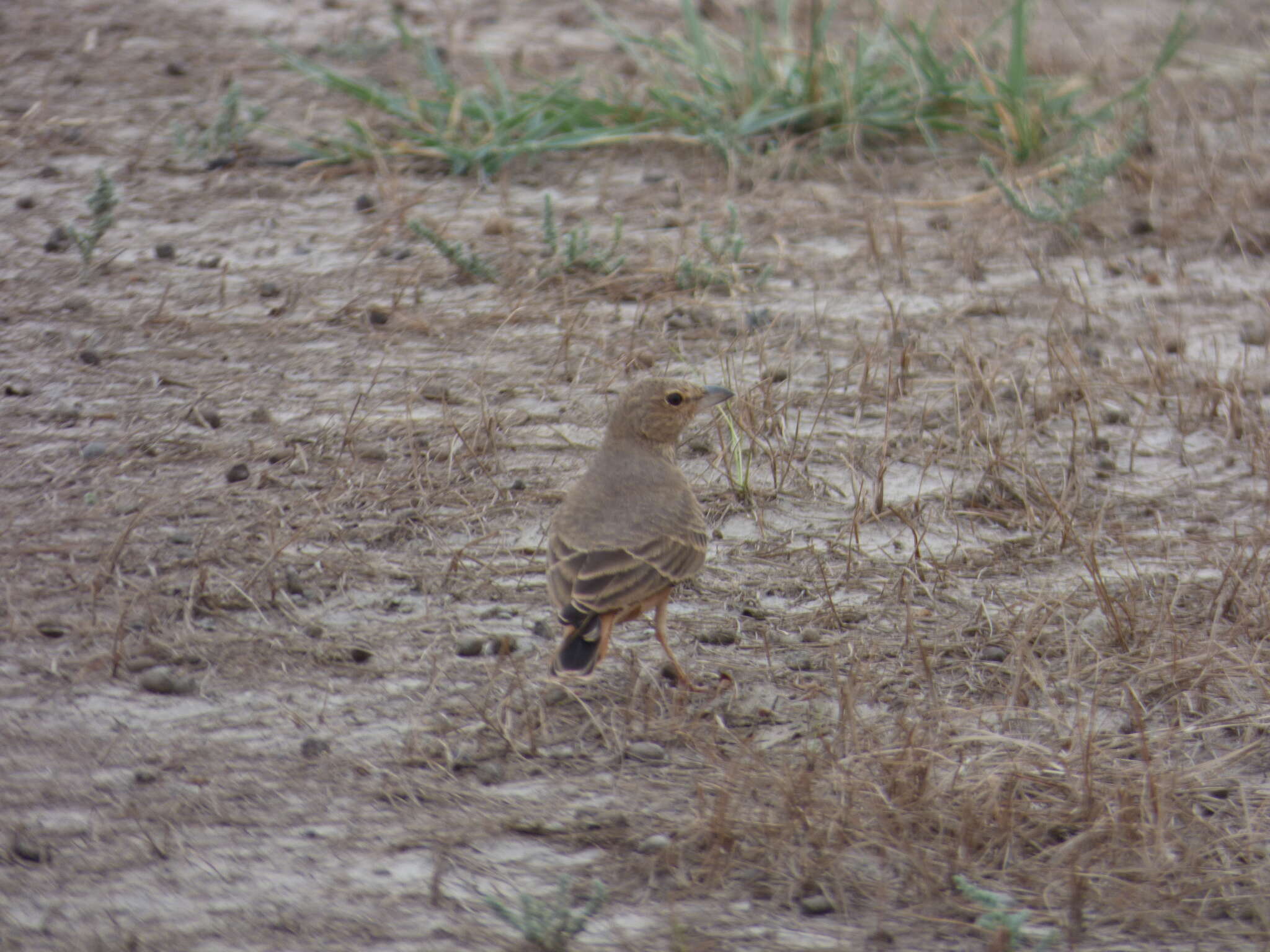 Image of Rufous-tailed Lark