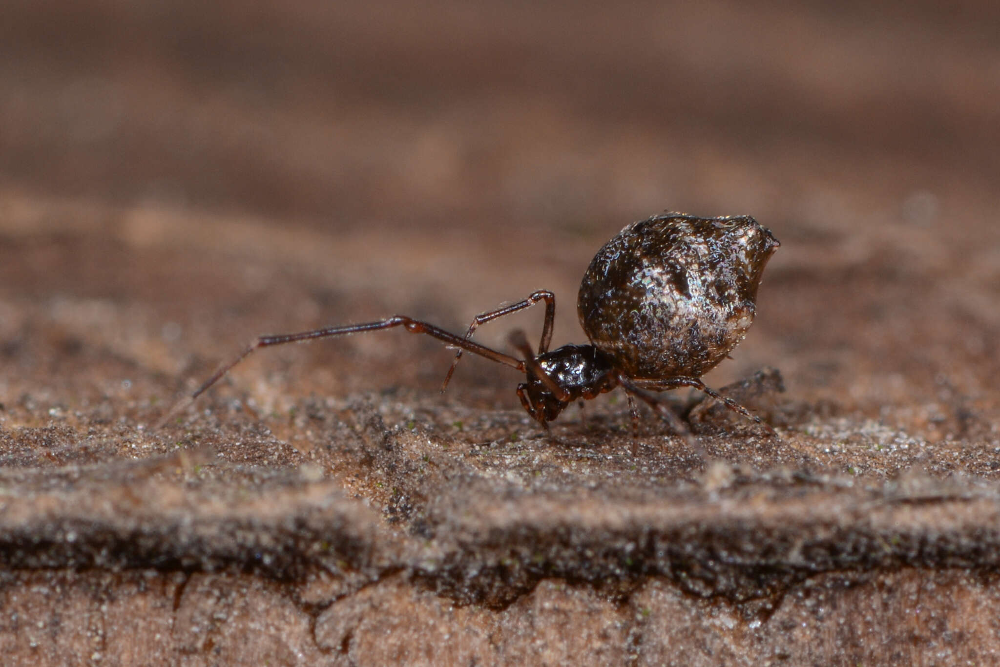 Image of Faiditus cancellatus (Hentz 1850)