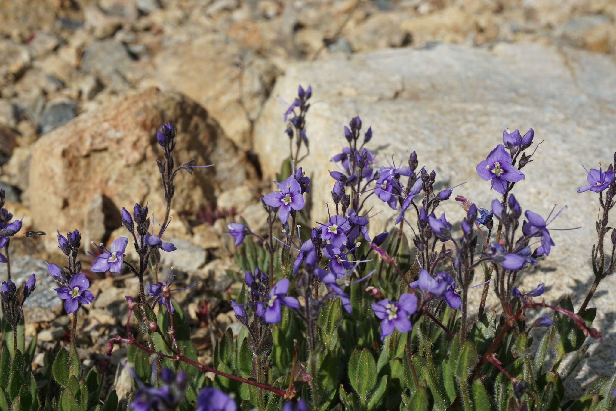 Image of Copeland's speedwell