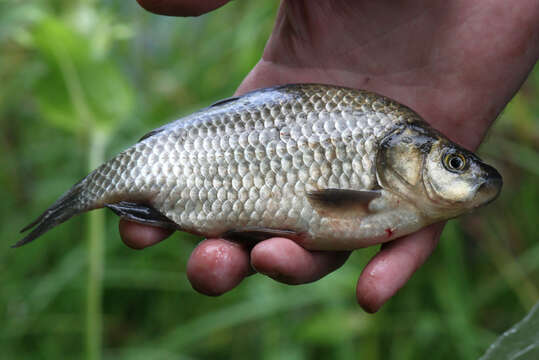 Image of Gibel carp