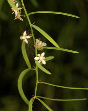 Image of Asparagus natalensis (Baker) J.-P. Lebrun & Stork