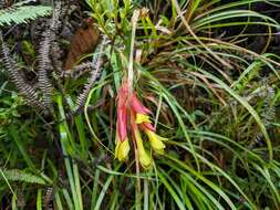 صورة Guzmania pearcei (Baker) L. B. Sm.