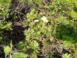 Image de Erigeron socorrensis Brandeg.