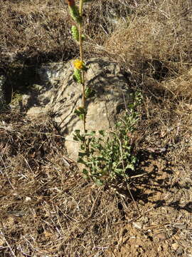 Image of sawtooth goldenbush