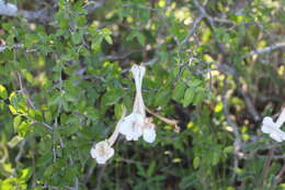 Image of Sinningia tubiflora (Hook.) Fritsch