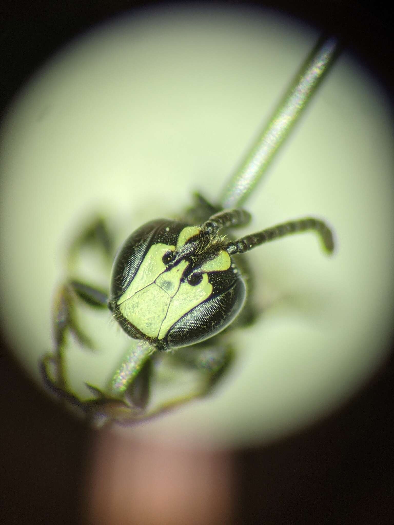 Imagem de Hylaeus annulatus (Linnaeus 1758)