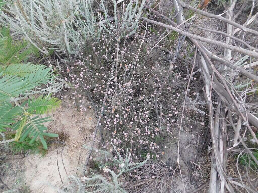 Image of Stoebe capitata Berg.