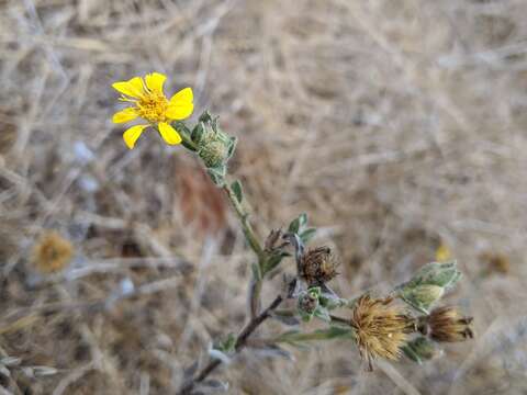 Image of sessileflower false goldenaster