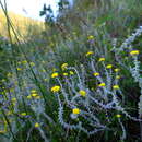 Image of Helichrysum marifolium DC.