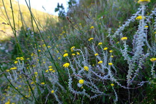 Image of Helichrysum marifolium DC.