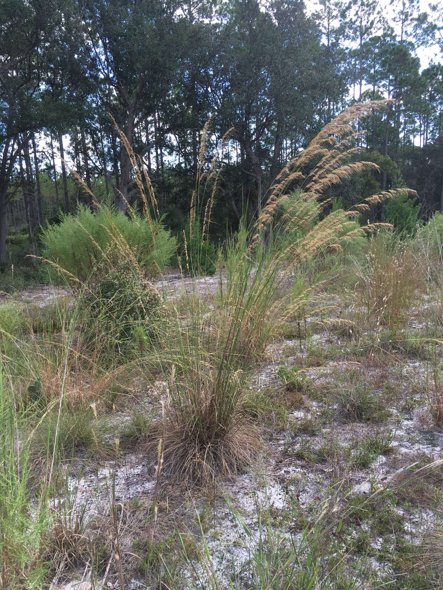 Image of Lopsided Indian Grass