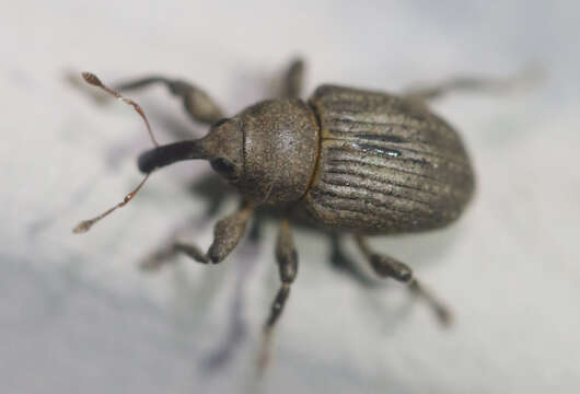 Image of Waterhyacinth Weevils