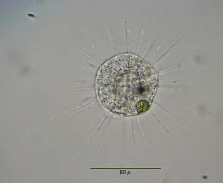 Image of Actinophrys sol