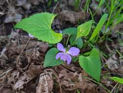 Image of Sand Violet