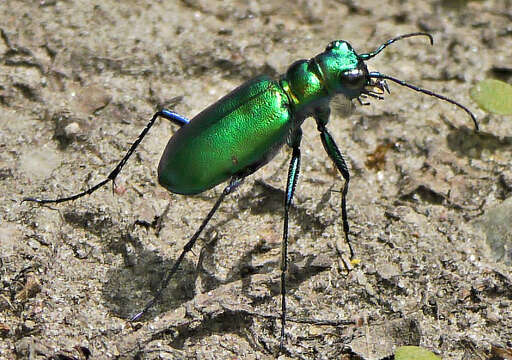 Image of Cicindela (Cicindela) denikei Brown 1934